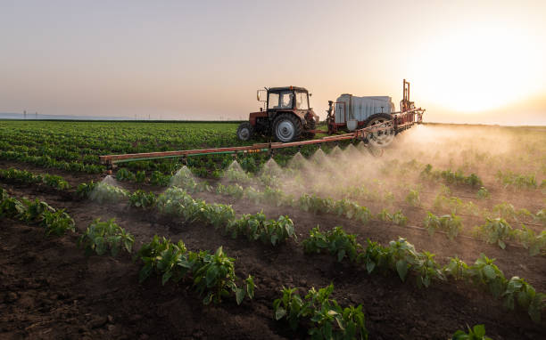 Best Local Pest Control Services  in Brownfield, TX