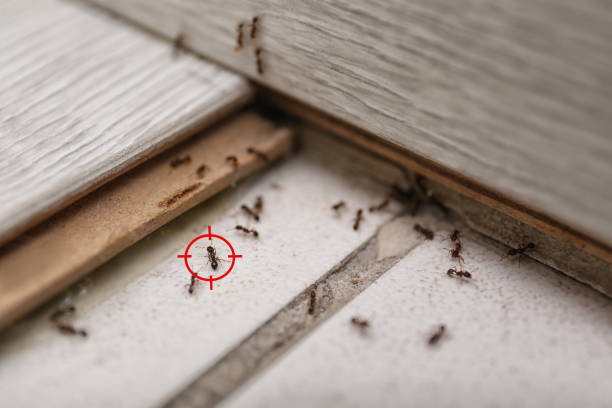 Pest Control Cost in Brownfield, TX