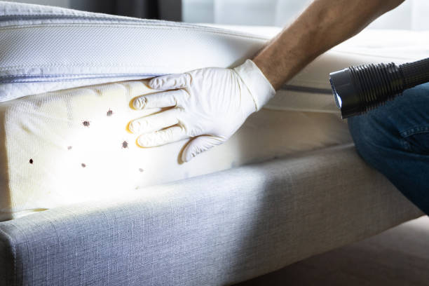 Best Flea Control Services  in Brownfield, TX