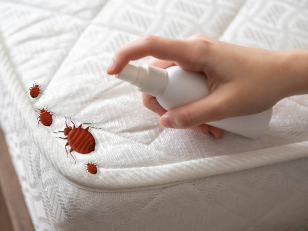 Best Termite Control Services  in Brownfield, TX