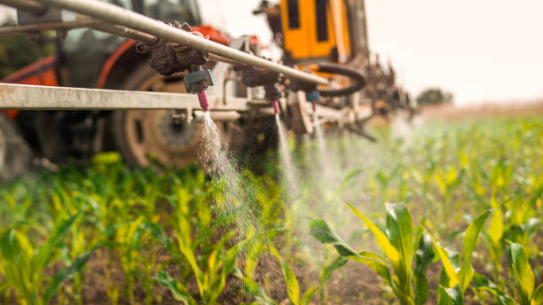 Best Ant Control Services  in Brownfield, TX
